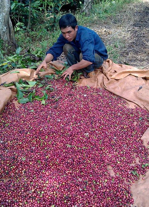 Nông dân trồng cà phê khấp khởi mừng vì giá bất ngờ tăng vọt