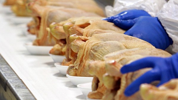 Thu hồi thịt gà của công ty Foster Farms bị nhiễm khuẩn Salmonella