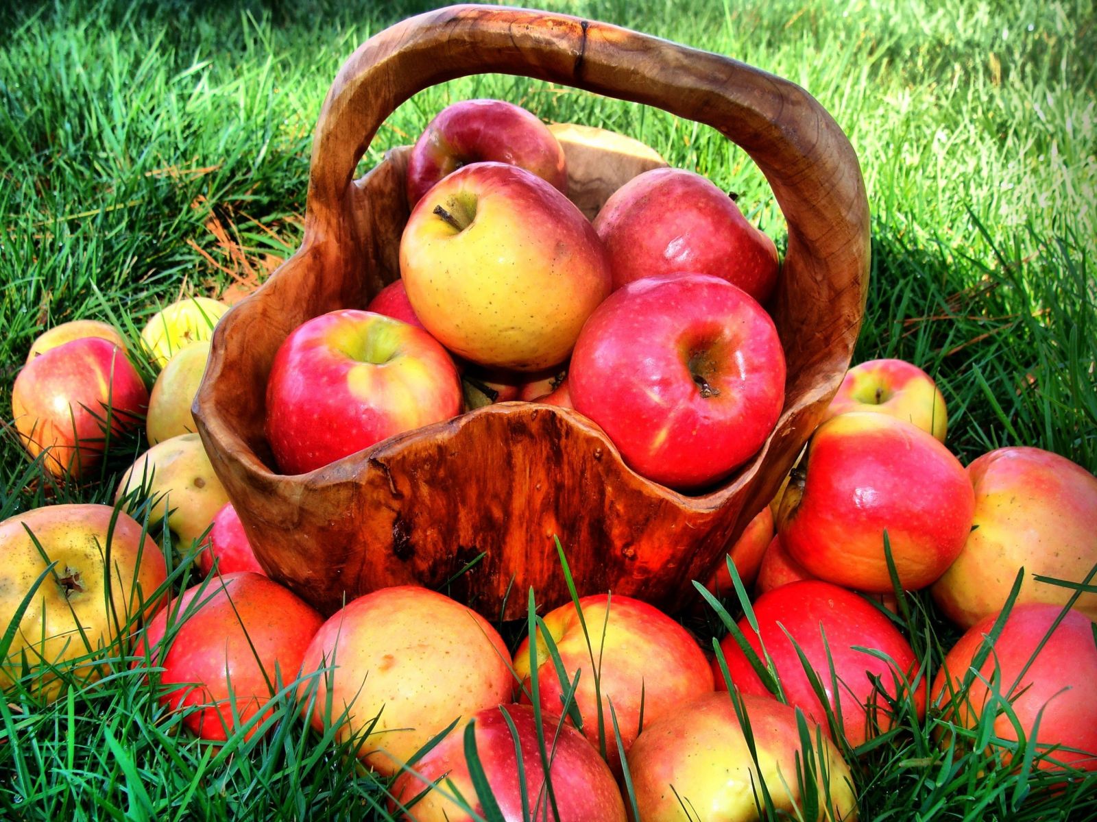 Ăn táo hằng ngày giúp ngăn ngừa ung thư, giảm béo, chắc khỏe xương...