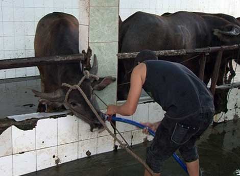 Bơm nước vào bò trước khi giết mổ làm tăng trọng đáng kể