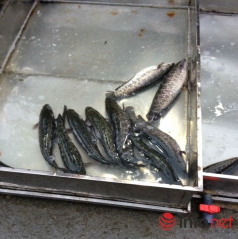 Một trong những đặc điểm nhận dạng cá quả Trung Quốc là phần bụng cá to, tròn