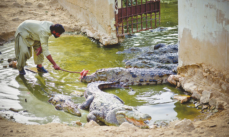 Theo truyền thuyết địa phượng, nếu cho cá sấu khổng lồ của ngôi đền ăn thì mọi ước nguyện sẽ thành hiện thực. Ảnh Dawn 