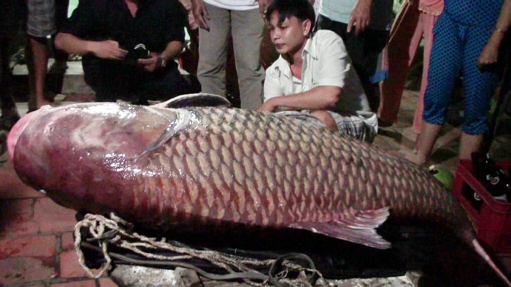 Cá Khổng lồ nặng 128kg trị giá gần 200 triệu đồng