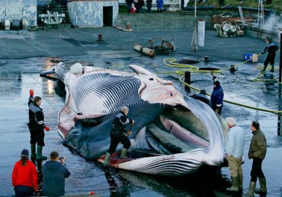 Cá voi mũi nhọn vẫn bị giết hại ở Nhật Bản bất chấp lệnh cấm của ICJ.