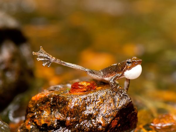 Các loài ếch nhảy cũng có tên trong danh sách những con vật kỳ lạ nhất năm 2014