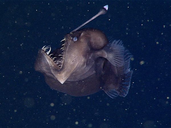 Con vật kỳ lạ được mệnh danh là quái vật biển đen