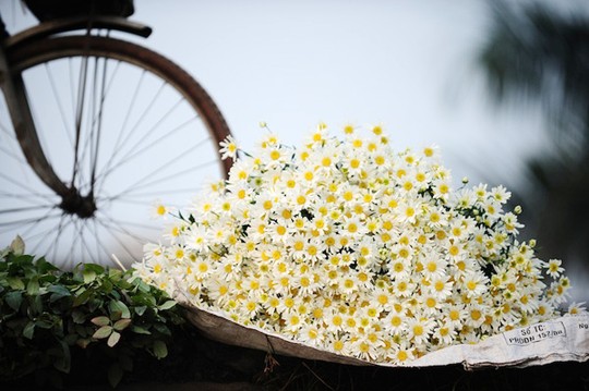 Những cành hoa cúc họa mi trắng nhỏ dịu dàng khiến lòng người dịu lại, quên đi cái xô bồ cuộc sống