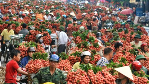 Đầu ra nông sản Việt Nam phần lớn là thị trường Trung Quốc