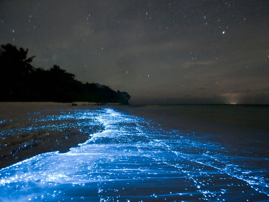 Biển phát sáng Dinos là sự hiện diện của vô số sinh vật phù du phát quang