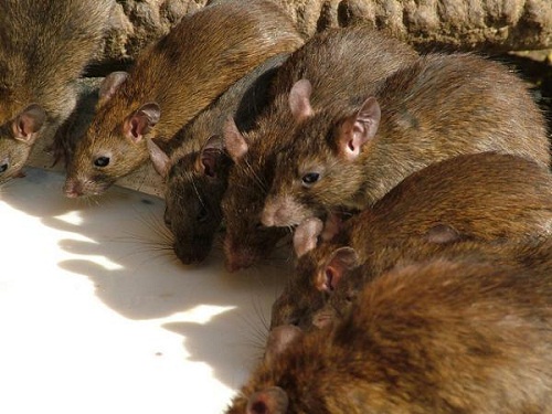 chuột mang mầm mống bệnh dịch hạch