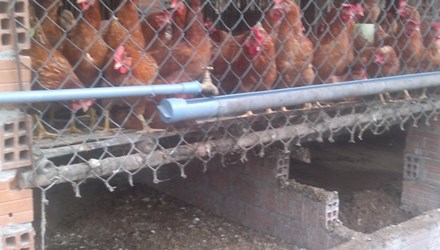 Tin tức mới cập nhật hôm nay cho biết 1.200 con gà giảm nghèo 'vào nhầm' nhà cán bộ xã