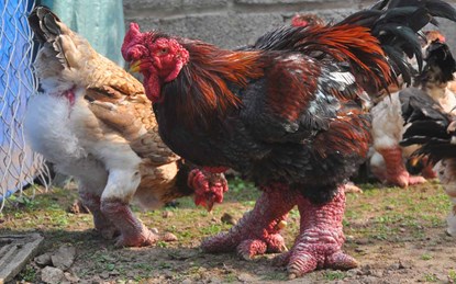 Để tạo ra con gà trống Đông Tảo quý “nghìn đô”, anh Hân cho gà bố, mẹ thuần chủng giao phối với nhau