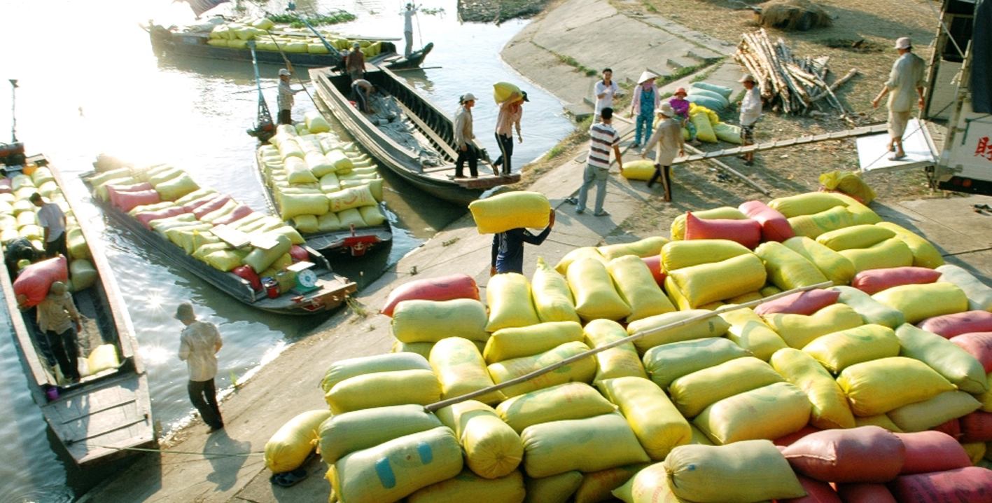 Trung Quốc cấm biên không làm ảnh hưởng tới thị trường lúa gạo Việt Nam