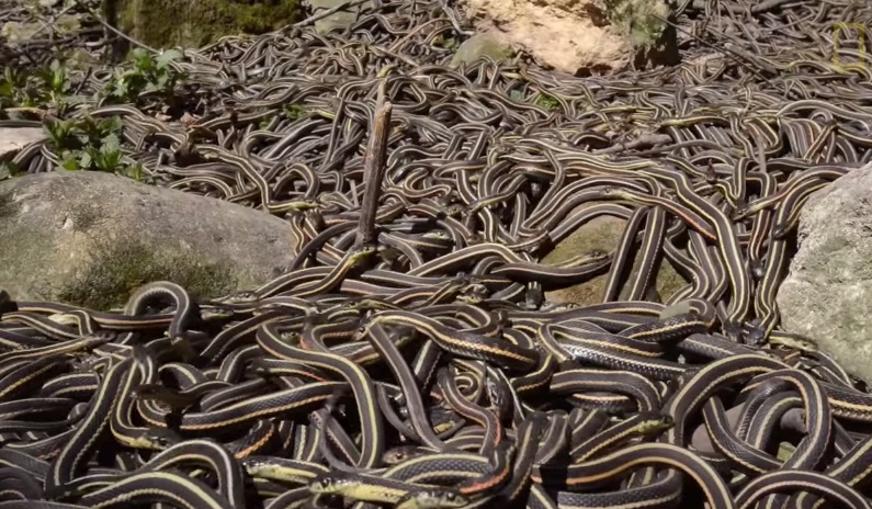 Hàng nghìn con rắn tập trung giao phối tạo nên hiện tượng lại kỳ thú tại Canada