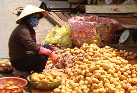 Khoai tây Trung Quốc trà trộn và bán tràn lan tại chợ Đà Lạt