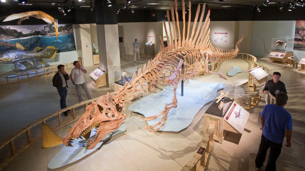 Bộ xương hóa thạch tại National Geographic Society, Washington