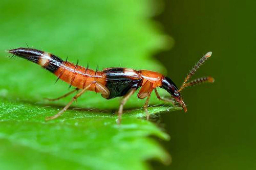 Hình ảnh kiến ba khoang đuôi nhọn