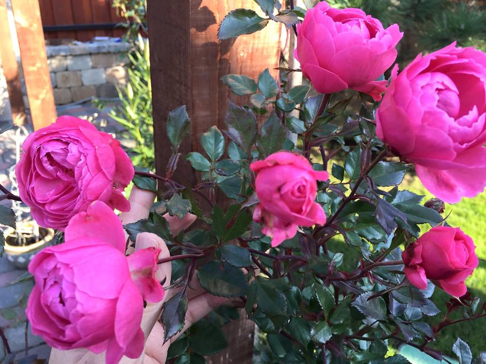 Vườn hoa hồng đẹp như cổ tích của mẹ Việt ở Hungary 