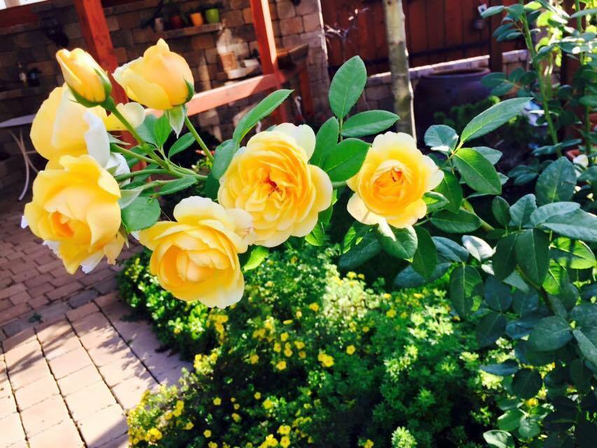 Vườn hoa hồng đẹp như cổ tích của mẹ Việt ở Hungary 