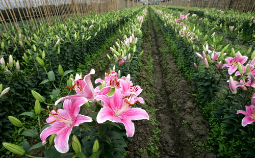 Nắm được kỹ thuật trồng hoa ly đúng chuẩn sẽ giúp người trồng hoa có được những bông hoa rực rỡ nhất