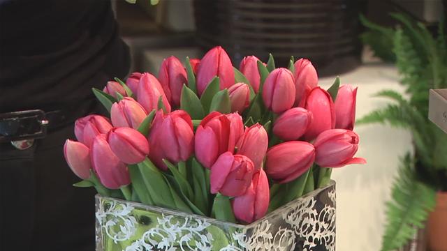Bên cạnh kỹ thuật trồng hoa, điều kiện tự nhiên cũng là những yếu tố quan trọng để có chậu hoa tulip đẹp