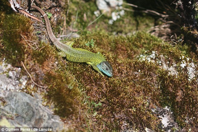 Khả năng tàng hình của thằn lằn Iberian emerald là nhờ có bộ da đặc biệt 