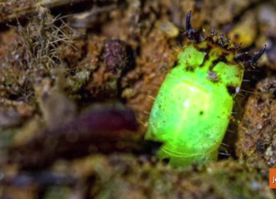 Loài vật kỳ lạ phát sáng giữa rừng mưa nhiệt đới tại Peru