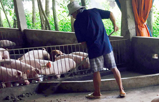 500 con lợn có chất tạo nạc đã bị cơ quan chức năng cấm không cho xuất chuồng