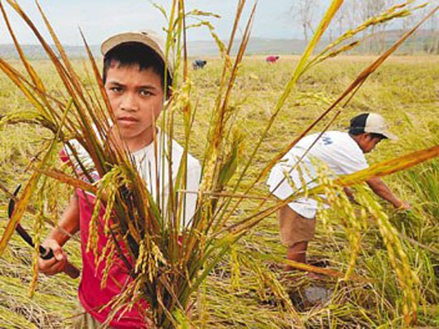 Giá lúa gạo hồi phục chỉ một tuần sau tin đồn Trung Quốc cấm biên