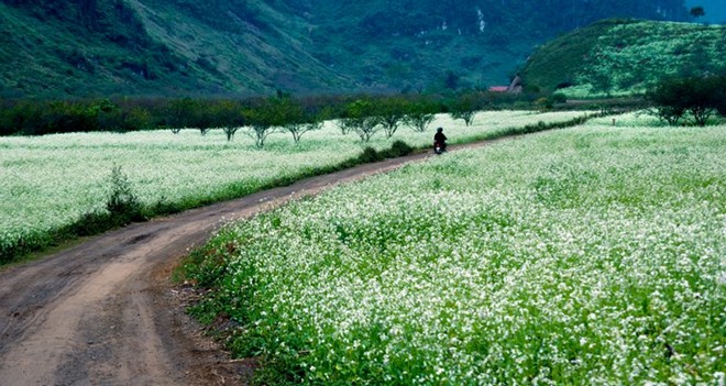 Chọn Mộc Châu làm địa điểm du lịch Tết để được thưởng thức hoa đào đỏ và hoa mận trắng tinh khiết nở rộ