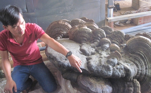 Cây nấm linh chi khổng lồ được tìm thấy tại Việt Nam