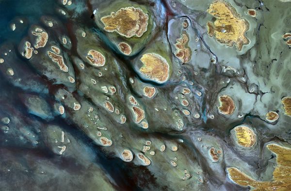 Các loại tảo và thực vật sa mạc đang sinh trưởng tại đáy hồ Mackay, Australia.