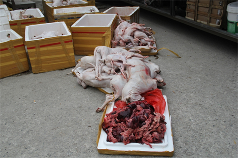 1 tấn cá thể chó, mèo và nội tạng thối chở từ Đà Nẵng ra Thái Bình 