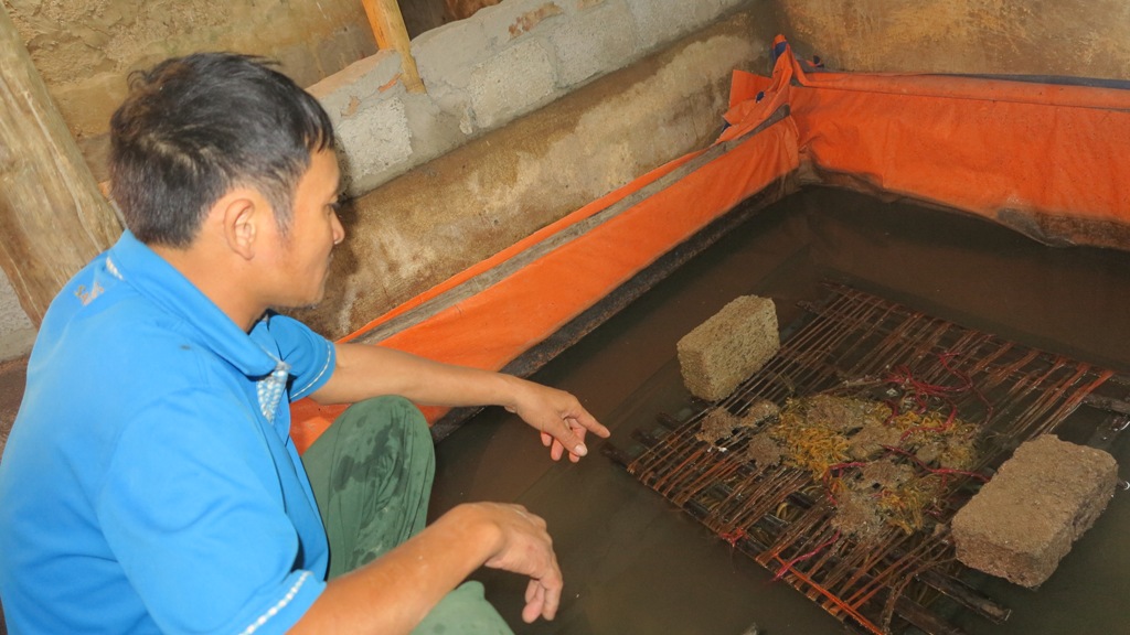 Cư dân Nghệ An và cán bộ địa phương khẳng định họ không nuôi lươn bằng thuốc tránh thai