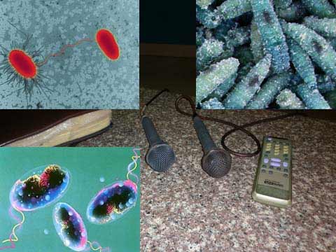 Kết quả xét nghiệm xác định vi khuẩn từ micro karaoke