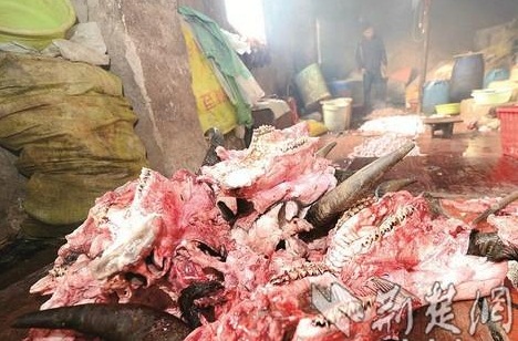 Thịt bẩn, nội tạng bẩn bày la liệt trong nhà xưởng cáu bẩn, bốc mùi nồng nặc