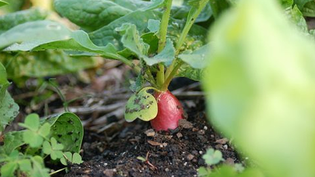 7 loại rau củ dễ trồng tại nhà