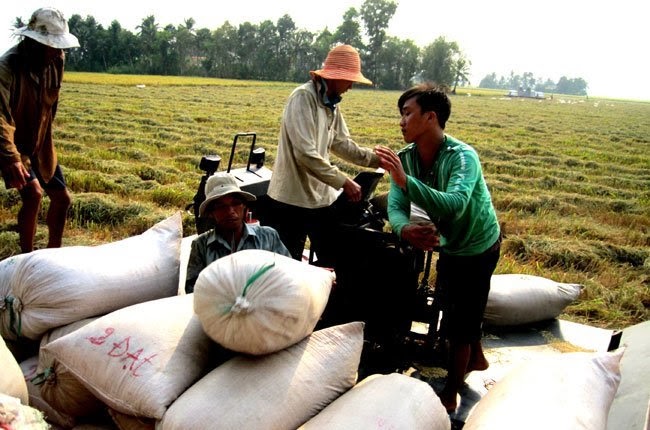 Hình thức xuất khẩu gạo chủ yếu của Việt Nam sang Trung Quốc là tiểu ngạch nay đã bị cấm. Ảnh minh họa
