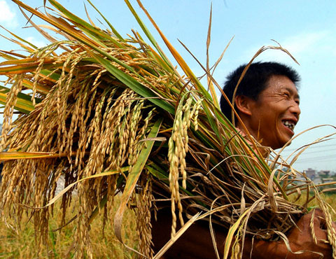 Nhiều ý kiến cho rằng giá lúa gạo sẽ tiếp tục tăng trong thời gian tới