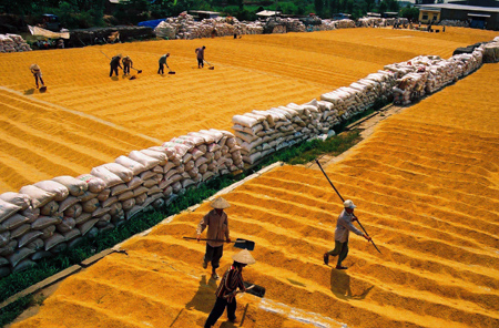 Dù giá lúa gạo đang ở mức rất cao, các thương lái vẫn đẩy mạnh mua vào