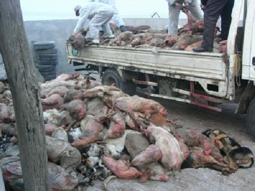Thịt lợn chết bệnh được mua lại với giá bèo, chế biến bán với giá cao