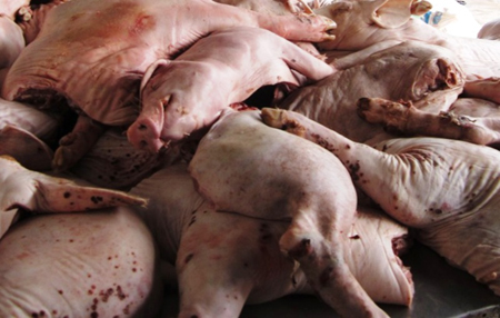 Số thịt lợn thối và mỡ lợn đã bị chết và chưa qua kiểm dịch đã bị thu hồi