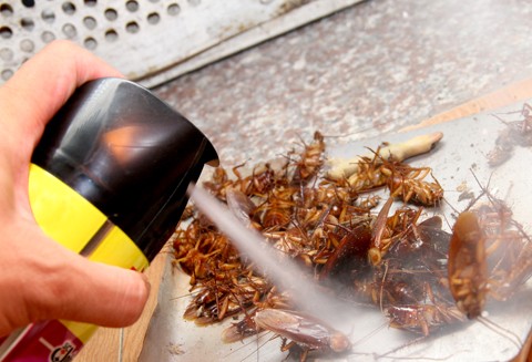 Cần chú ý khi dùng thuốc diệt côn trùng để an toàn cho sức khỏe