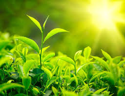 trà xanh có hiệu quả chống nắng