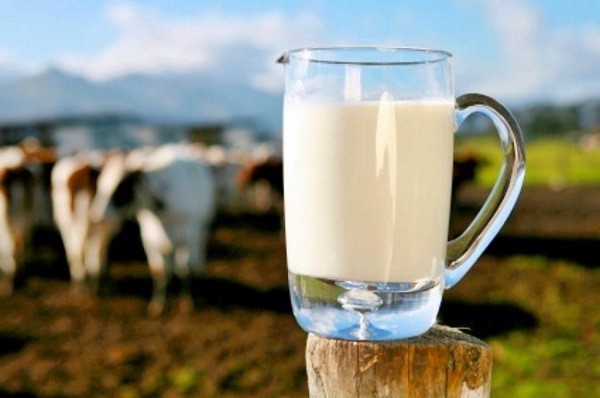 Sữa thô tiềm ẩn nhiều vi khuẩn dễ gây hại cho trẻ em