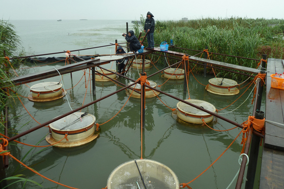 Các nhà khoa học đang nghiên cứu hiện tượng vi khuẩn lam bùng nổ tại hồ Taihu, Trung Quốc