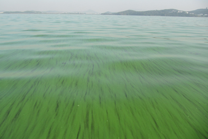 Vi khuẩn tảo đang đe dọa môi trường nước 