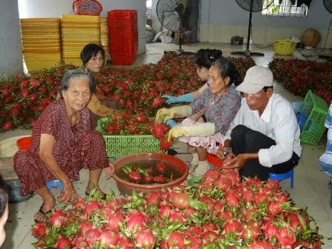 Xuất khẩu thanh long Việt sẽ đối mặt nhiều bất ổn trong tương lai