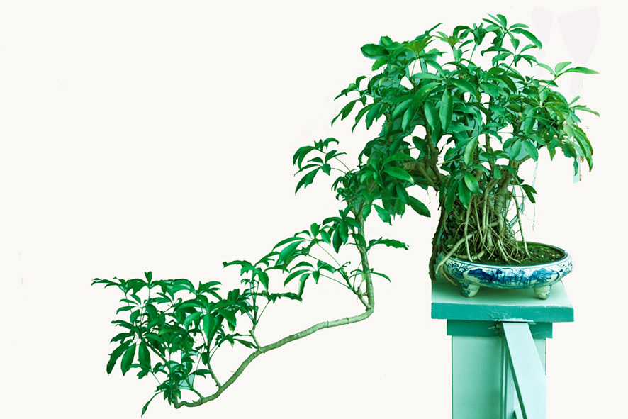 Những loại cây hút khí cực độc nên trồng trong nhà
