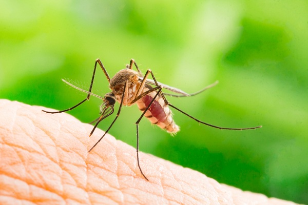 Muỗi sẽ chết khi hút phải máu chứa thuốc ivermectin. Ảnh: frank60 / Shutterstock 